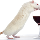 Illustration for article titled Scientists Get Mice Drunk To Explain Why Binge Drinking Breaks Bones